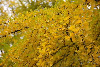 DSC09465-s.jpg