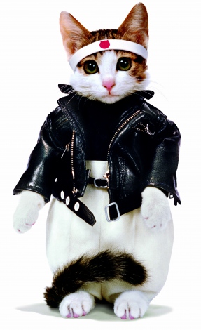 暴走族風の衣装を着た“なめ猫”が80年代初頭に大ブームに 