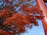 鳥居と紅葉.jpg