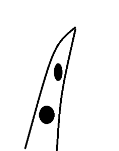 カラー