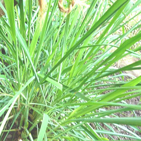 citronella