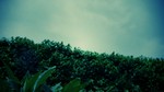 aozoraremon2011-08-20