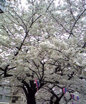 riko_pear_child2007-04-01