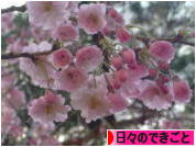 にほんブログ村 その他日記ブログ 日々のできごとへ