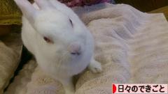 にほんブログ村 その他日記ブログ 日々のできごとへ