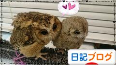 にほんブログ村 その他日記ブログへ