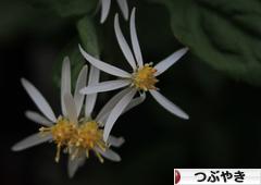 にほんブログ村 その他日記ブログ つぶやきへ