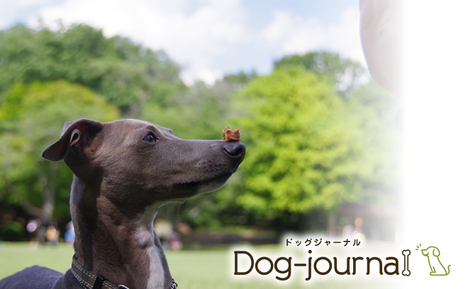 犬のしつけ教室・訓練所の画像