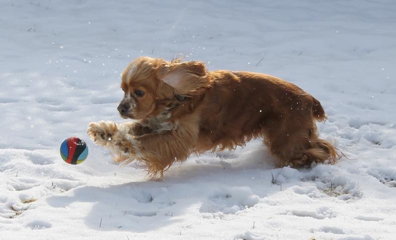 アメリカンコッカースパニエルを飼う前に知っておきたい性格や魅力 飼い方のポイント ドッグジャーナル アメブロ