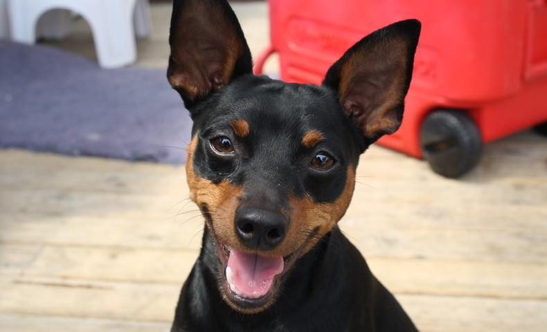 miniature-pinscher2