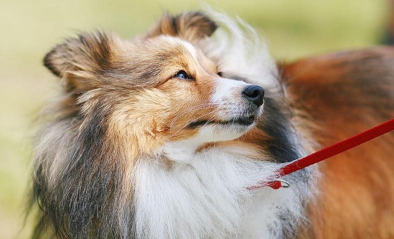shetland-sheepdog8