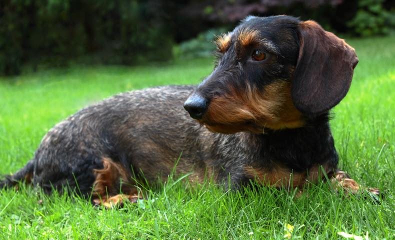 dachshund4