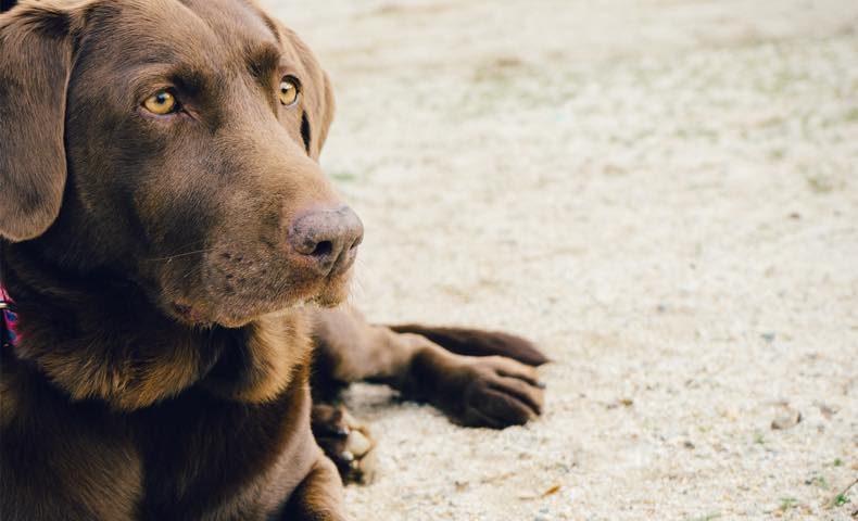 t-animal-dog-pet-brown