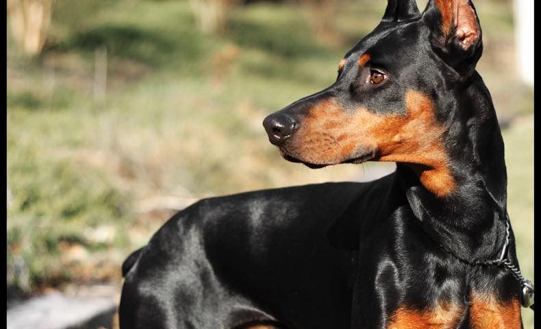 doberman