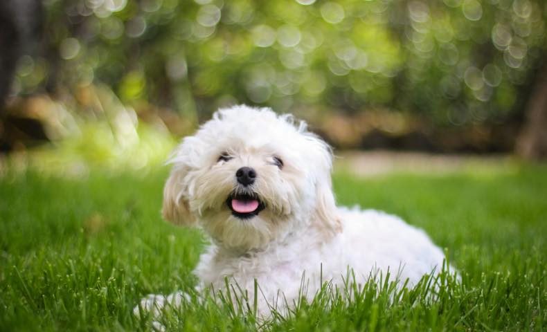 BichonFrise