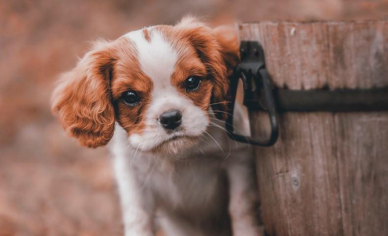 キャバリア キング チャールズ スパニエルの性格や魅力 飼い方のポイント ドッグジャーナル アメブロ