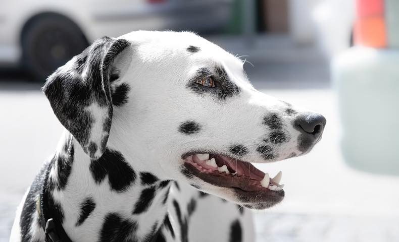 ダルメシアンを飼う前に知っておきたい 性格や飼い方のポイント ドッグジャーナル アメブロ