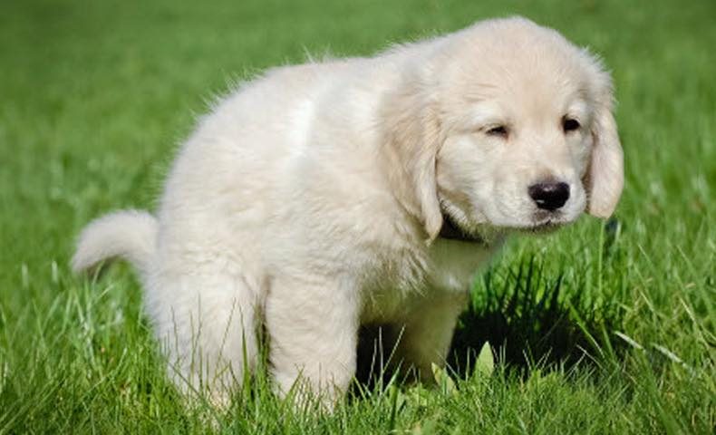 potty-training-puppy