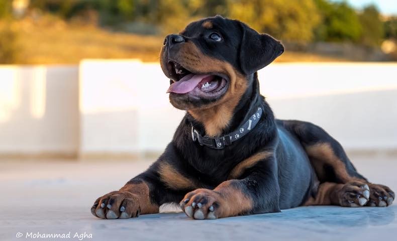 Rottweiler
