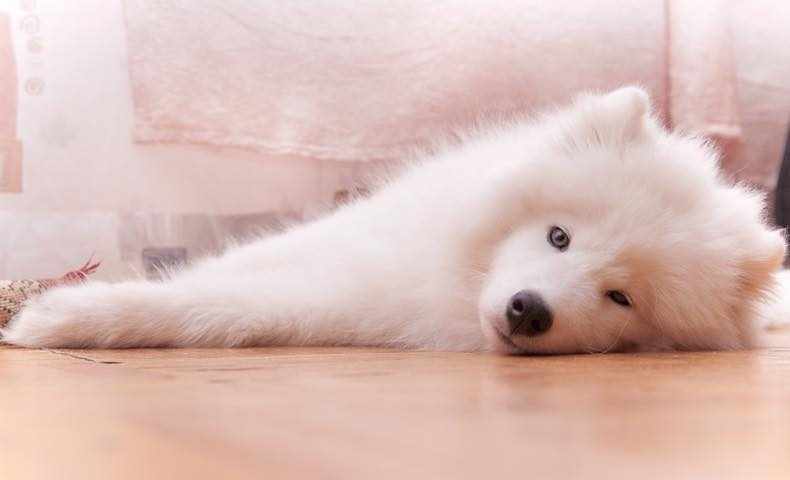 Samoyed