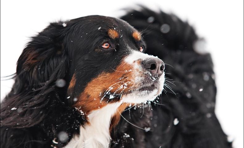 バーニーズマウンテンドッグ