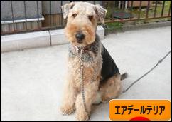 にほんブログ村 犬ブログ エアデールテリアへ