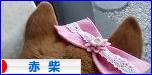 にほんブログ村 犬ブログ 赤柴犬へ