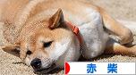 にほんブログ村 犬ブログ 赤柴犬へ