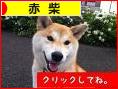 にほんブログ村 犬ブログ 赤柴犬へ