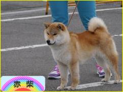 にほんブログ村 犬ブログ 赤柴犬へ