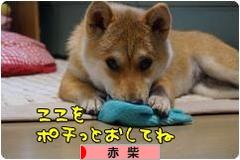 にほんブログ村 犬ブログ 赤柴犬へ