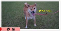にほんブログ村 犬ブログ 赤柴犬へ