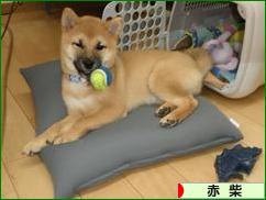 にほんブログ村 犬ブログ 赤柴犬へ