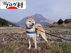 にほんブログ村 犬ブログ 赤柴犬へ