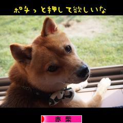 にほんブログ村 犬ブログ 赤柴犬へ