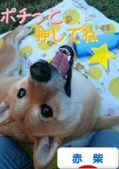 にほんブログ村 犬ブログ 赤柴犬へ