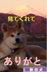 にほんブログ村 犬ブログ 秋田犬へ