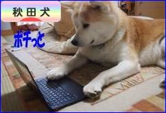 にほんブログ村 犬ブログ 秋田犬へ