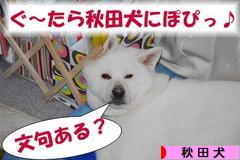 にほんブログ村 犬ブログ 秋田犬へ