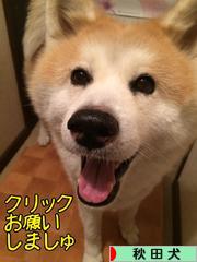 にほんブログ村 犬ブログ 秋田犬へ