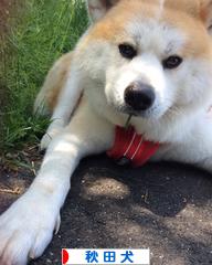 にほんブログ村 犬ブログ 秋田犬へ