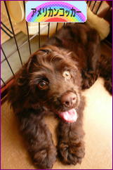 にほんブログ村 犬ブログ アメリカンコッカースパニエルへ