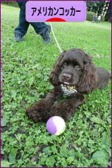にほんブログ村 犬ブログ アメリカンコッカースパニエルへ