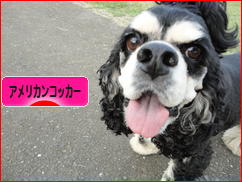 にほんブログ村 犬ブログ アメリカンコッカースパニエルへ