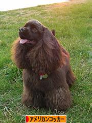 にほんブログ村 犬ブログ アメリカンコッカースパニエルへ