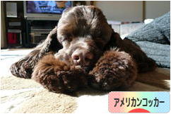 にほんブログ村 犬ブログ アメリカンコッカースパニエルへ