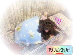 にほんブログ村 犬ブログ アメリカンコッカースパニエルへ