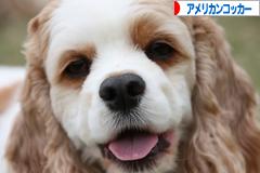 にほんブログ村 犬ブログ アメリカンコッカースパニエルへ