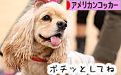 にほんブログ村 犬ブログ アメリカンコッカースパニエルへ