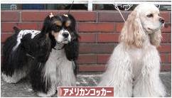 にほんブログ村 犬ブログ アメリカンコッカースパニエルへ